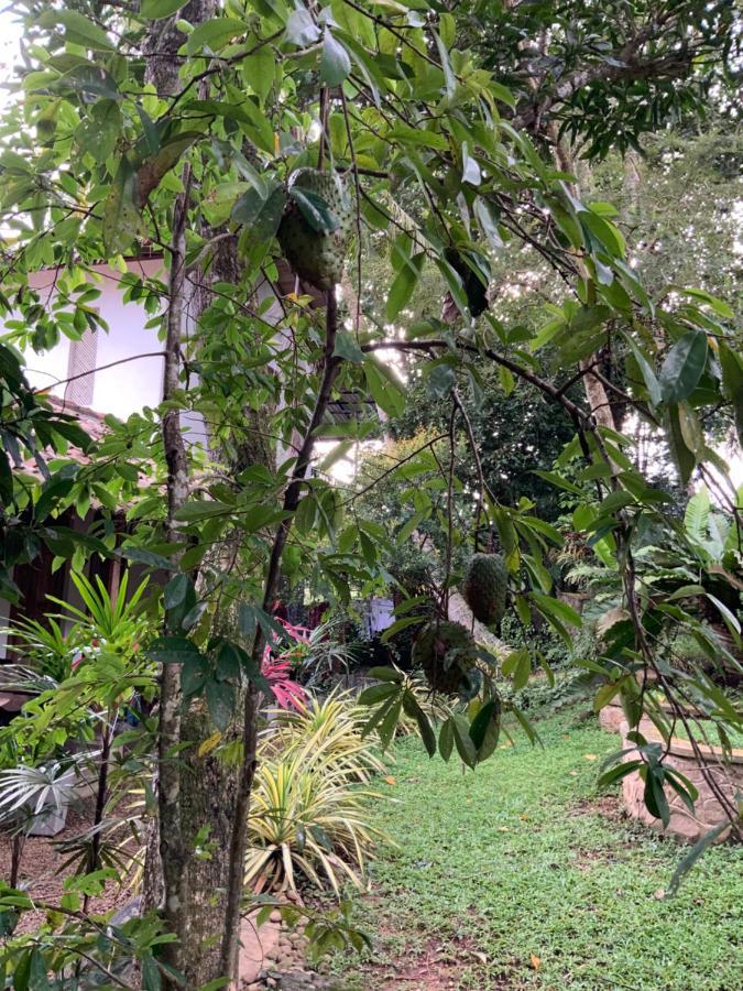 Lali Villa & Fruit Garden Galle Exteriér fotografie