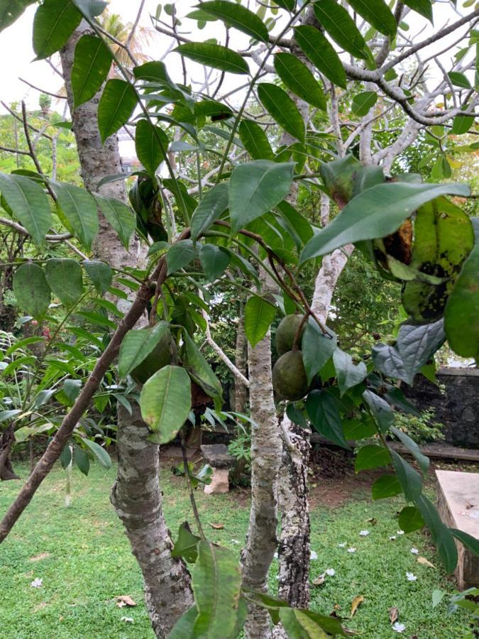 Lali Villa & Fruit Garden Galle Exteriér fotografie