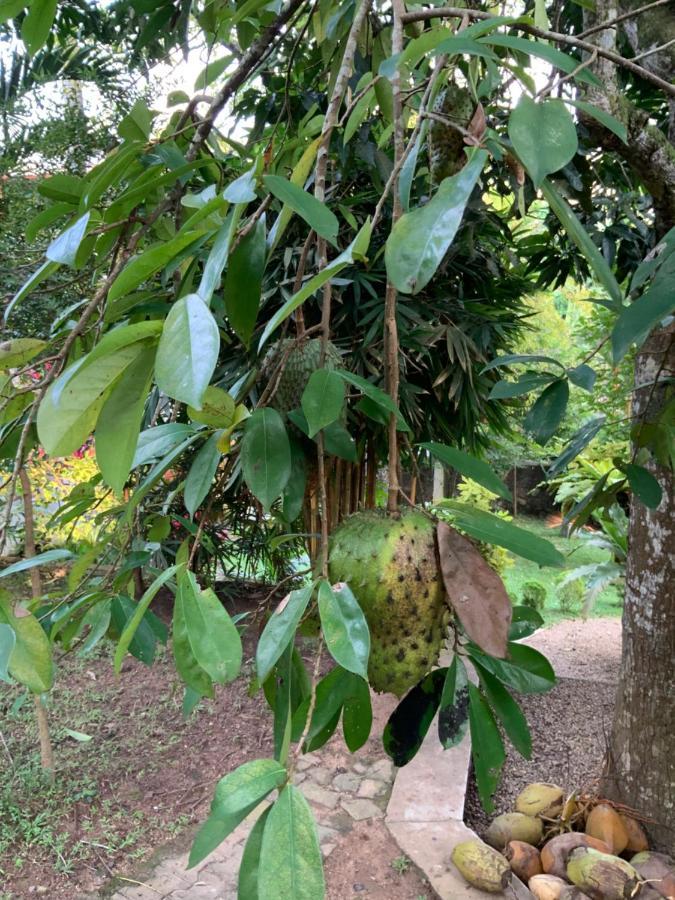 Lali Villa & Fruit Garden Galle Exteriér fotografie