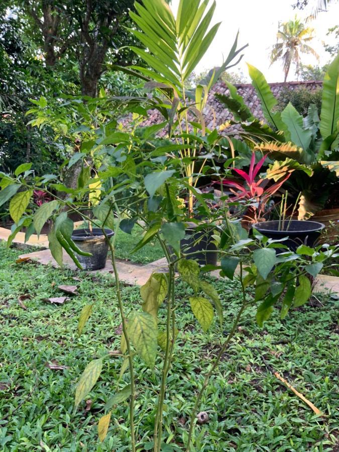 Lali Villa & Fruit Garden Galle Exteriér fotografie