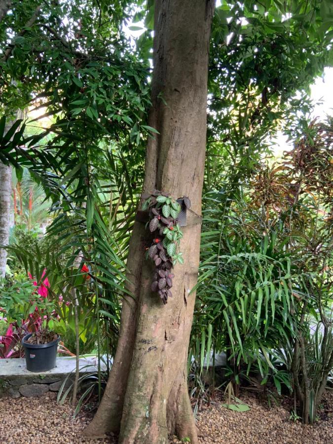 Lali Villa & Fruit Garden Galle Exteriér fotografie